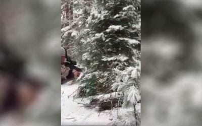 Here’s How a Nosler 77 Grain Custom Chainsaw Works