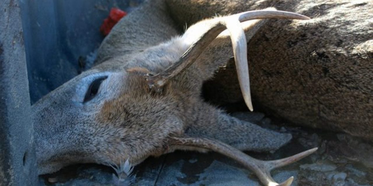 How to Salvage a Gut Shot Deer
