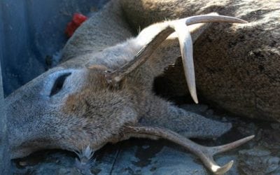 How to Salvage a Gut Shot Deer