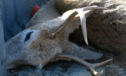 How to Salvage a Gut Shot Deer