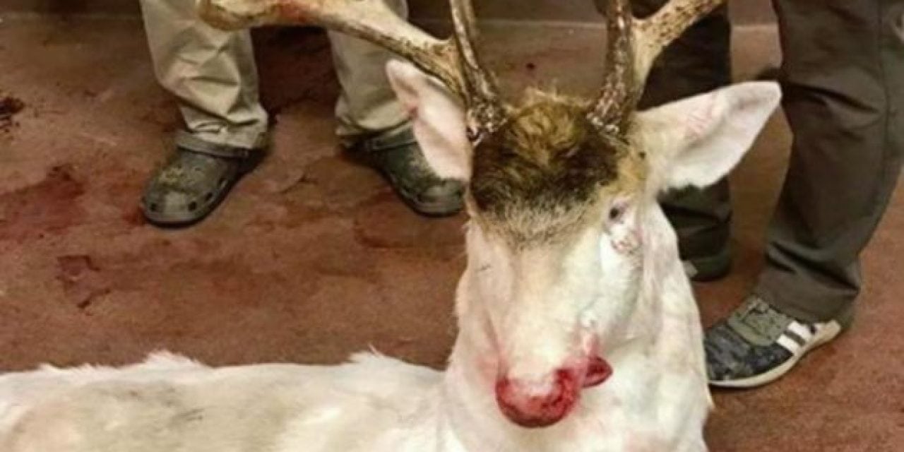 Hunter Shoots Protected Albino Deer in Wisconsin