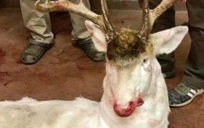Hunter Shoots Protected Albino Deer in Wisconsin