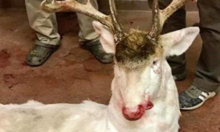 Hunter Shoots Protected Albino Deer in Wisconsin