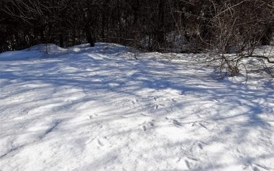 It’s Not Too Late (Tips For Late Season Hunting)