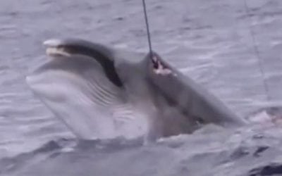 Japanese Illegal Whaling Caught on Film By Australian Authorities