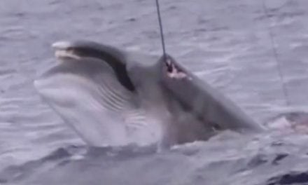 Japanese Illegal Whaling Caught on Film By Australian Authorities