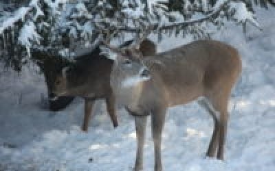 Late-Season Hunting: Be Better When It’s Bitter