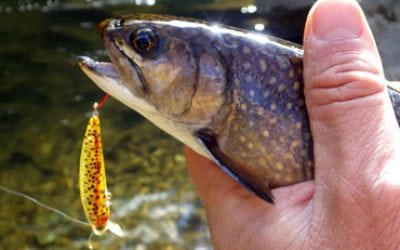 Lures For Immediate Success on Delayed Harvest Trout Streams