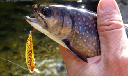 Lures For Immediate Success on Delayed Harvest Trout Streams