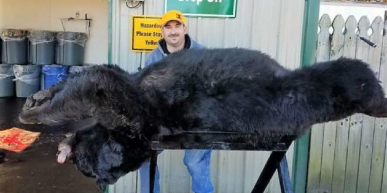 Massive 633-Pound Black Bear Taken in North Carolina