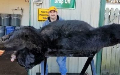 Massive 633-Pound Black Bear Taken in North Carolina