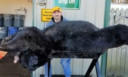 Massive 633-Pound Black Bear Taken in North Carolina