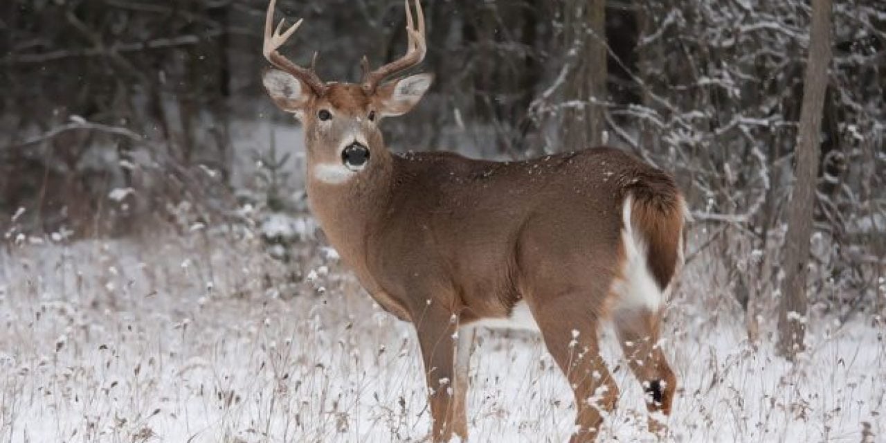 Michigan DNR Pilots Extended Bow Season