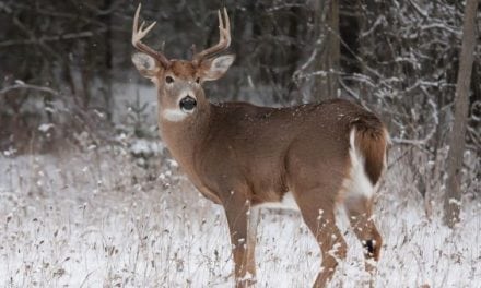 Michigan DNR Pilots Extended Bow Season