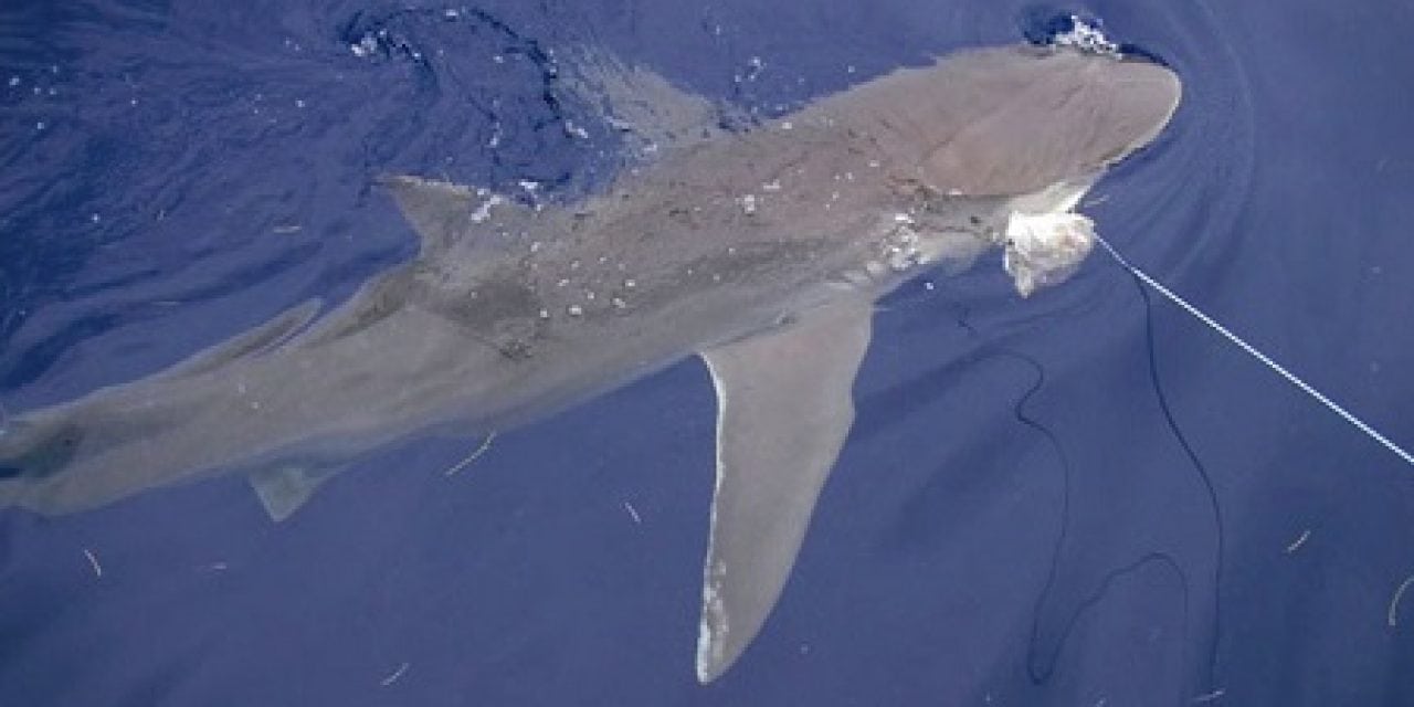 New Requirements for Recreational Shark Fishing