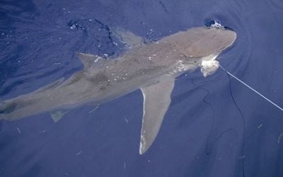 New Requirements for Recreational Shark Fishing