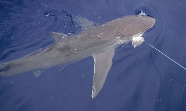 New Requirements for Recreational Shark Fishing