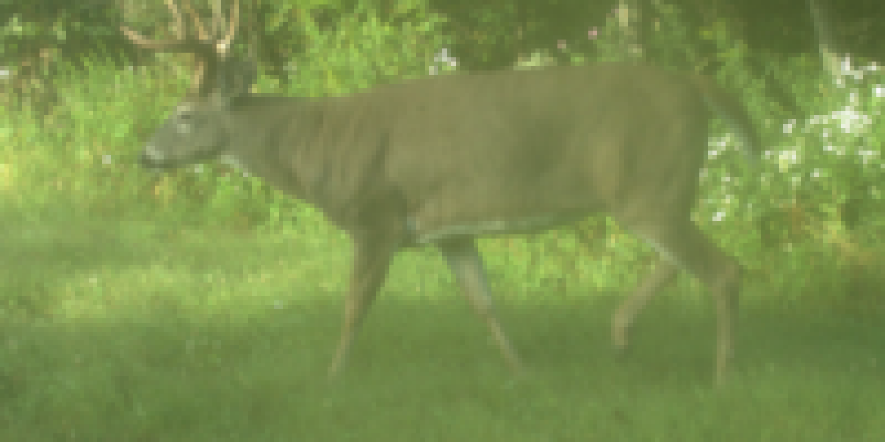 No Mistaking This Monster Buck