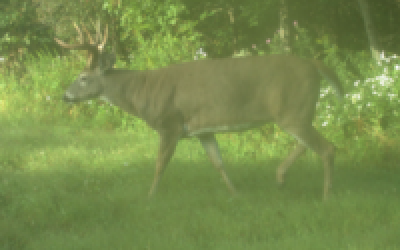 No Mistaking This Monster Buck