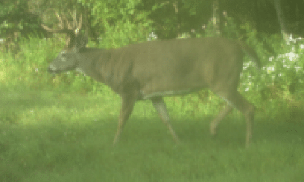 No Mistaking This Monster Buck
