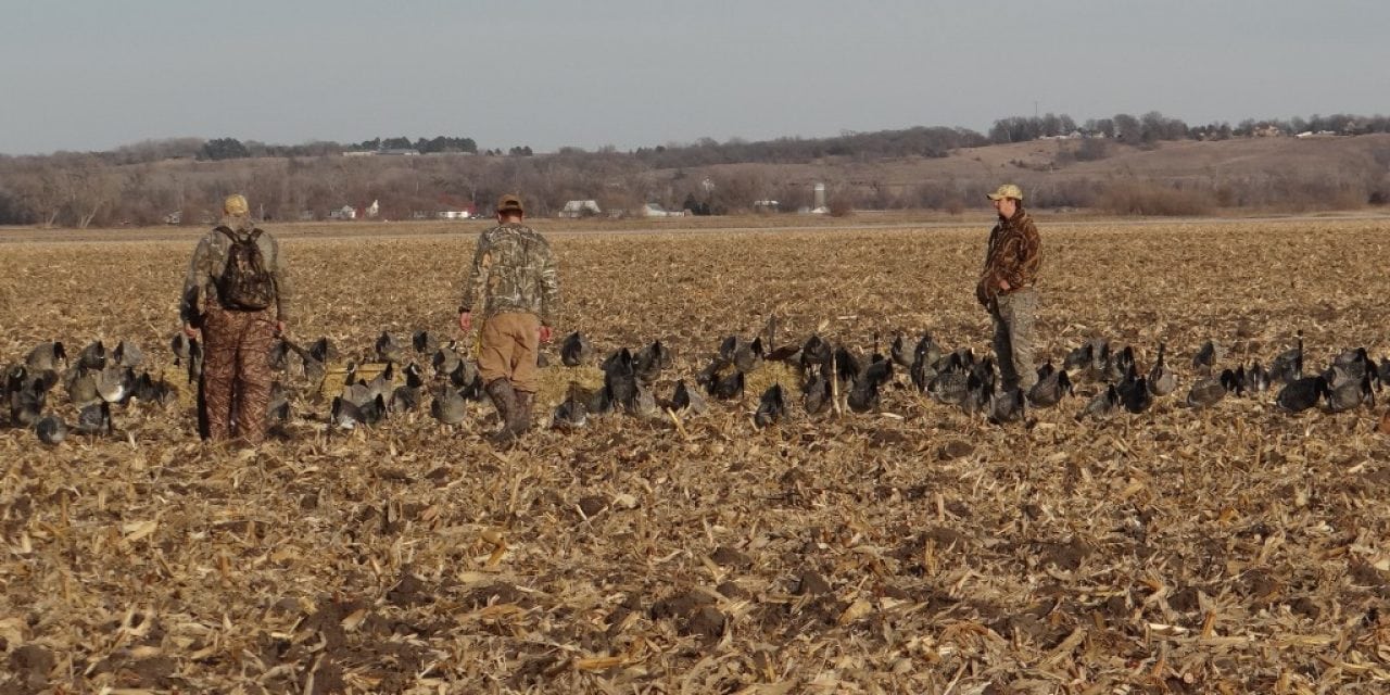 No Water Needed for Hunting Canada Geese