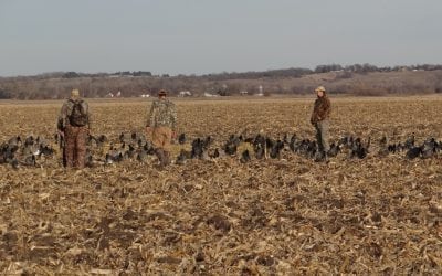 No Water Needed for Hunting Canada Geese