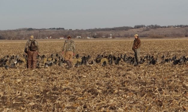 No Water Needed for Hunting Canada Geese