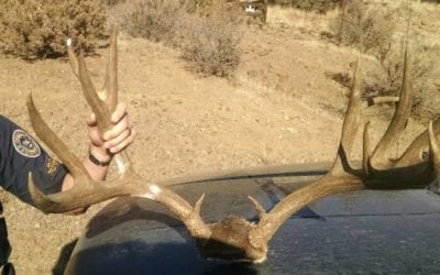Oregon State Police Looking for Leads in Two Oregon Mule Deer Poaching Cases