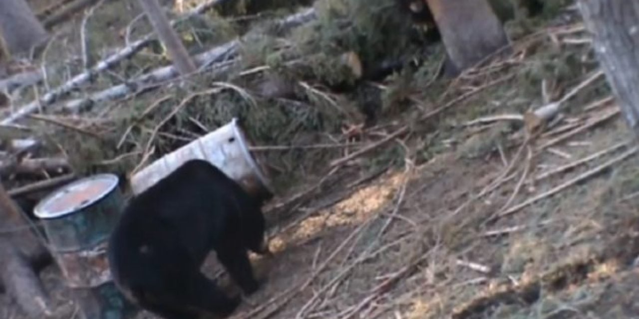 Perfect Archery Shot on Big Black Bear Leads to Eerie Death Moan