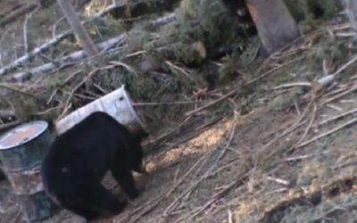Perfect Archery Shot on Big Black Bear Leads to Eerie Death Moan