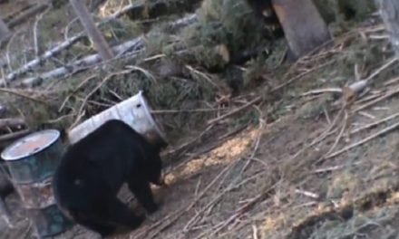 Perfect Archery Shot on Big Black Bear Leads to Eerie Death Moan