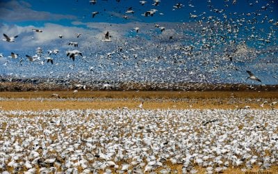 Photo Of The Day By Anu Shankar