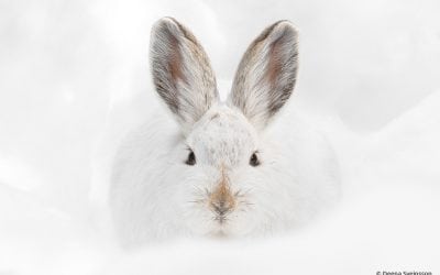 Photo Of The Day By Deena Sveinsson