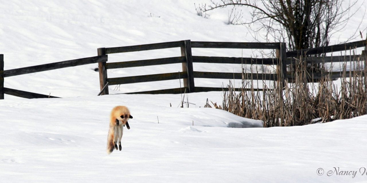 Photo Of The Day By Nancy Whitt