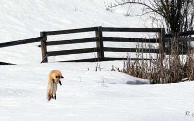 Photo Of The Day By Nancy Whitt