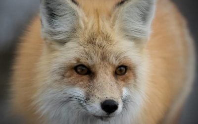 Photo Of The Day By Neil Powell