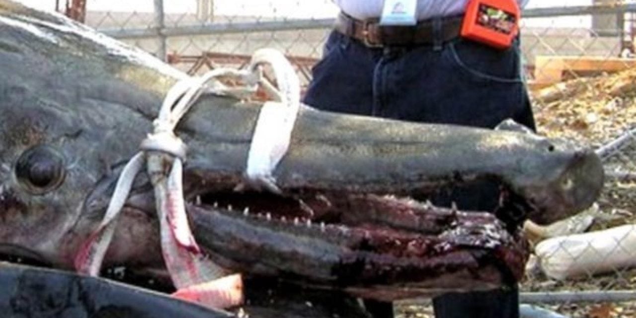 Remember This 327-Pound, 8-Foot Alligator Gar?