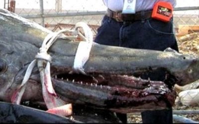 Remember This 327-Pound, 8-Foot Alligator Gar?