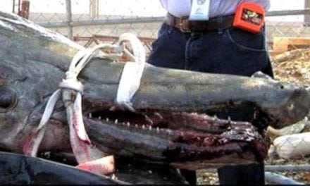 Remember This 327-Pound, 8-Foot Alligator Gar?