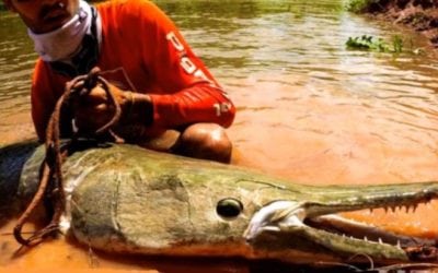 Remember This 8-Foot Texas Giant?