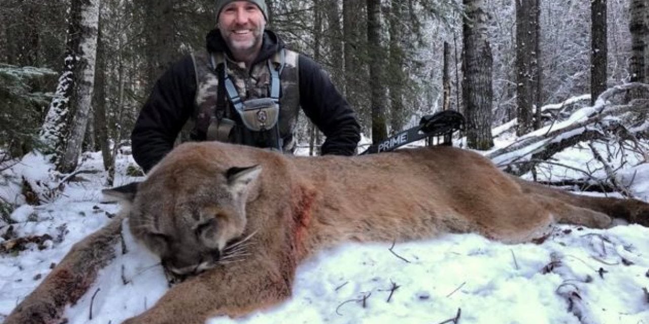 Steve Ecklund’s Killing of a Canadian Cougar Sparks Online Outrage