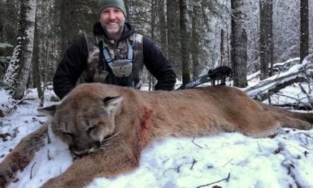 Steve Ecklund’s Killing of a Canadian Cougar Sparks Online Outrage