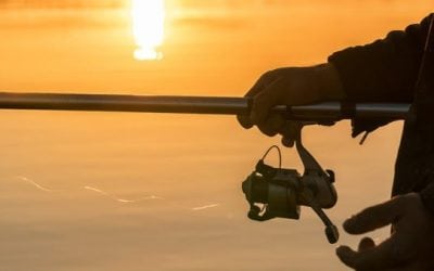 The Facts on IGFA’s Florida Forage Fish Research Program