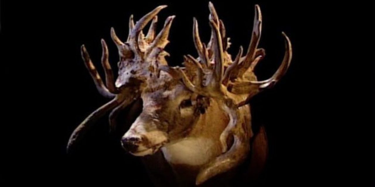 The Louisiana Freak: The Most Bizarre Deer in the World