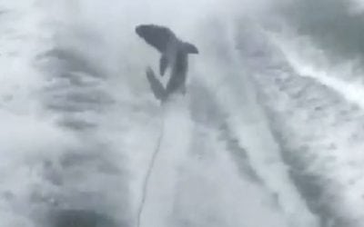 Three Florida Men Charged With Felonies for Viral Shark Dragging Video Incident