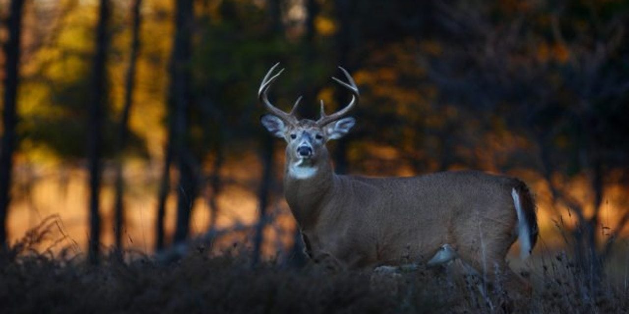 Top 5 Reasons Unprepared Deer Hunters Still Score