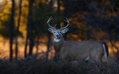 Top 5 Reasons Unprepared Deer Hunters Still Score