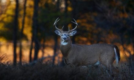 Top 5 Reasons Unprepared Deer Hunters Still Score