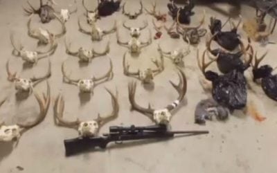 Two More Poaching Suspects Plead Not Guilty in Washington’s ‘Worst Case Ever’