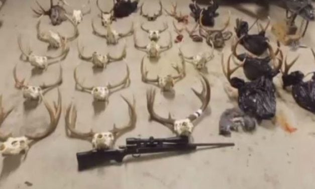 Two More Poaching Suspects Plead Not Guilty in Washington’s ‘Worst Case Ever’